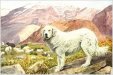 Great Pyrenees