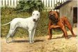 Bull Terrier and Bulldog