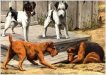 Terriers