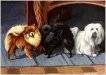 Pomeranians and Llaso Apso