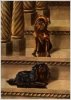 Small Dogs on Stairs