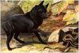 Black Dog and Snake