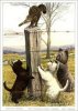  Small Dogs Chase Cat