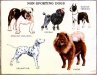 5 Dogs