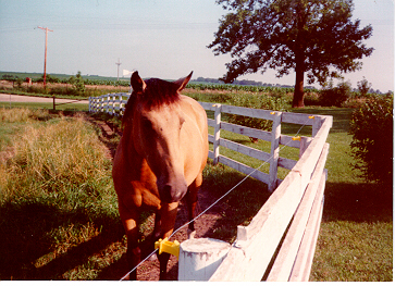[Julie, the horse]
