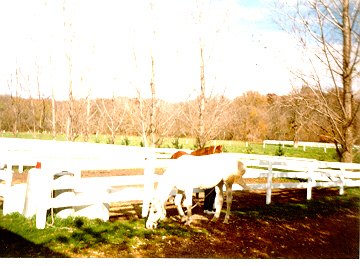 [In the paddock]