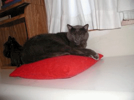 cat