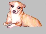 dog