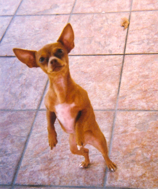 dog