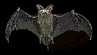 bat