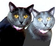 cats-Joey and Idylle