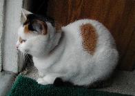 cat