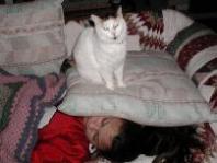 cat