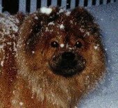 dog named bear