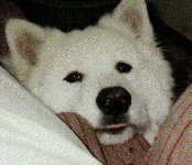 Nikita