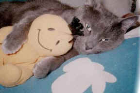 cat