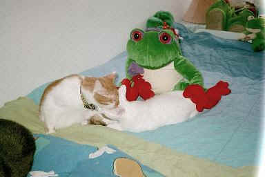 cat and Frog photo
