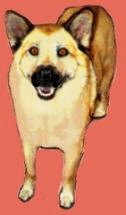 Dog-Kodiak