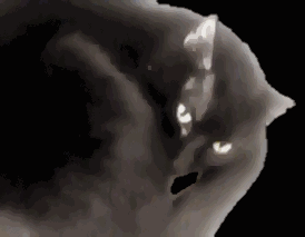 curled cat