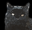 spotty cat