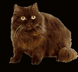 persian kitten