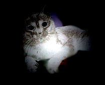Cat in negative