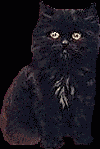 Persian kitty