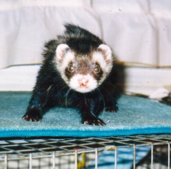 fuzzies045.jpg