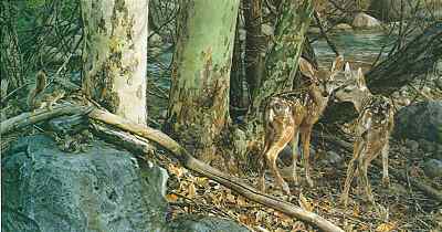 Deer Lake