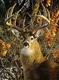 Deer Lake