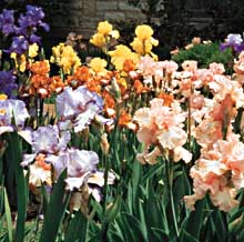 Iris
