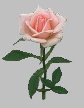 RoseLake