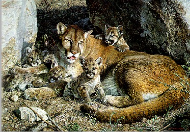 Cat Lake