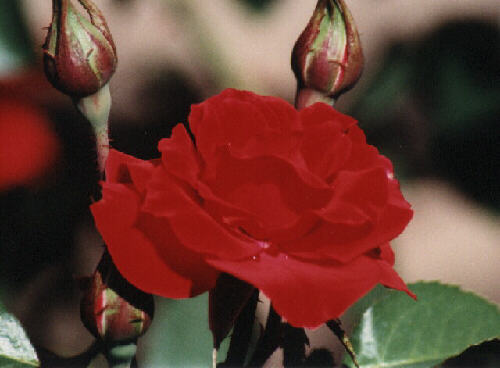 Rose Lake