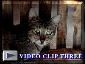 v�deo 3