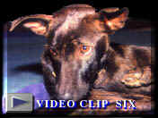 v�deo 6
