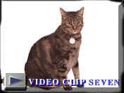 v�deo 7
