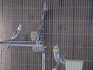 Cockatiels.jpg (24386 bytes)