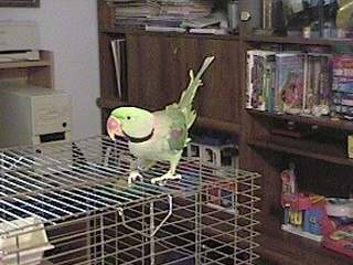 Jojo.jpg (28967 bytes)