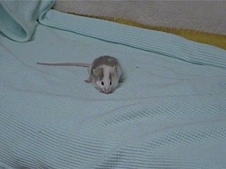 MontyMouse.jpg (14191 bytes)
