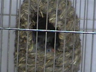 mommy_finch.jpg (17832 bytes)