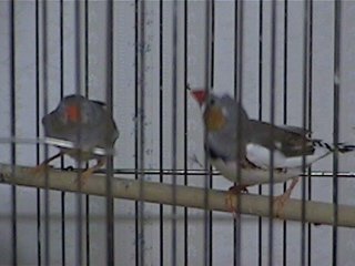 zebra_finches.jpg (16924 bytes)