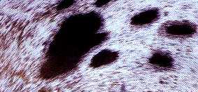 the page dedicated to the APPALOOSA