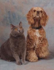 Austin and His Pal