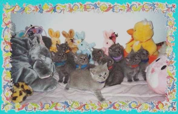 Big Litter