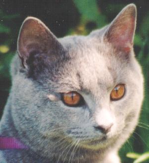 Copper eye example