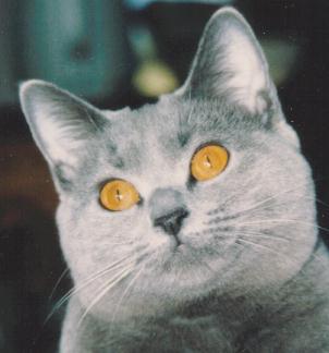 Orange eye example