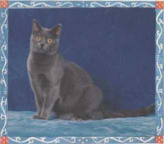 Ch. Finette des Lilas Bleus