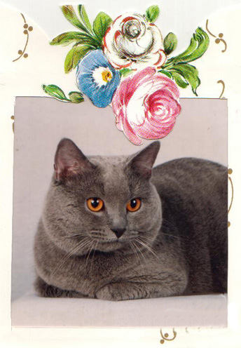 GC. Aneise Jaime, sire of 13 Grand Champions