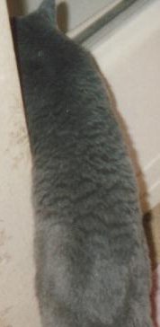 Male coat example